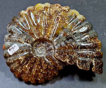 Fossil Ribbad Ammonit - Helpolerad - FOSRÄ23