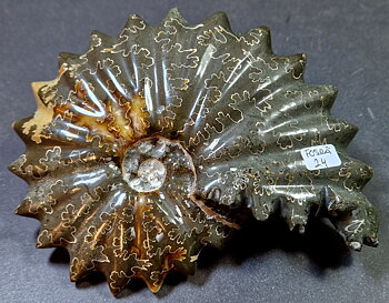 Fossil Ribbad Ammonit - Helpolerad - FOSRÄ24