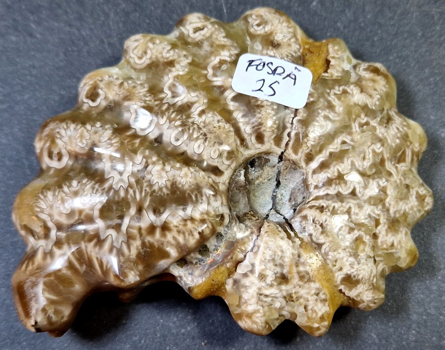 Fossil Ribbad Ammonit - Helpolerad - FOSRÄ25