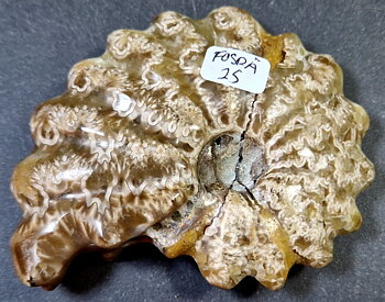 Fossil Ribbad Ammonit - Helpolerad - FOSRÄ25