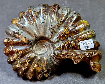 Fossil Ribbad Ammonit - Helpolerad - FOSRÄ27