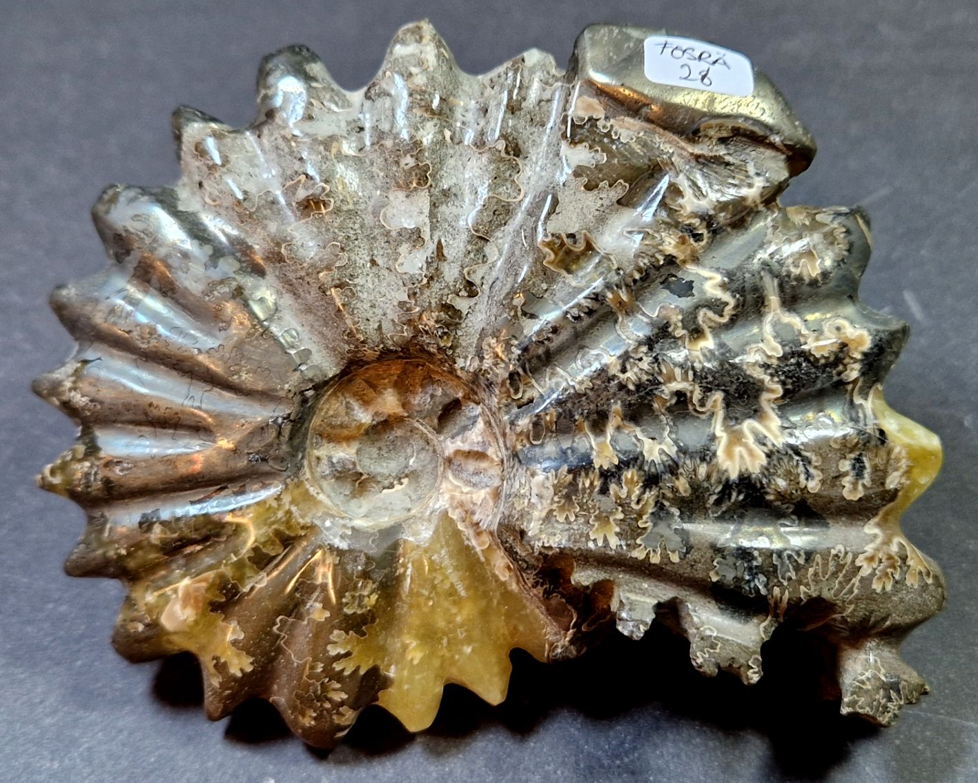 Fossil Ribbad Ammonit - Helpolerad - FOSRÄ28
