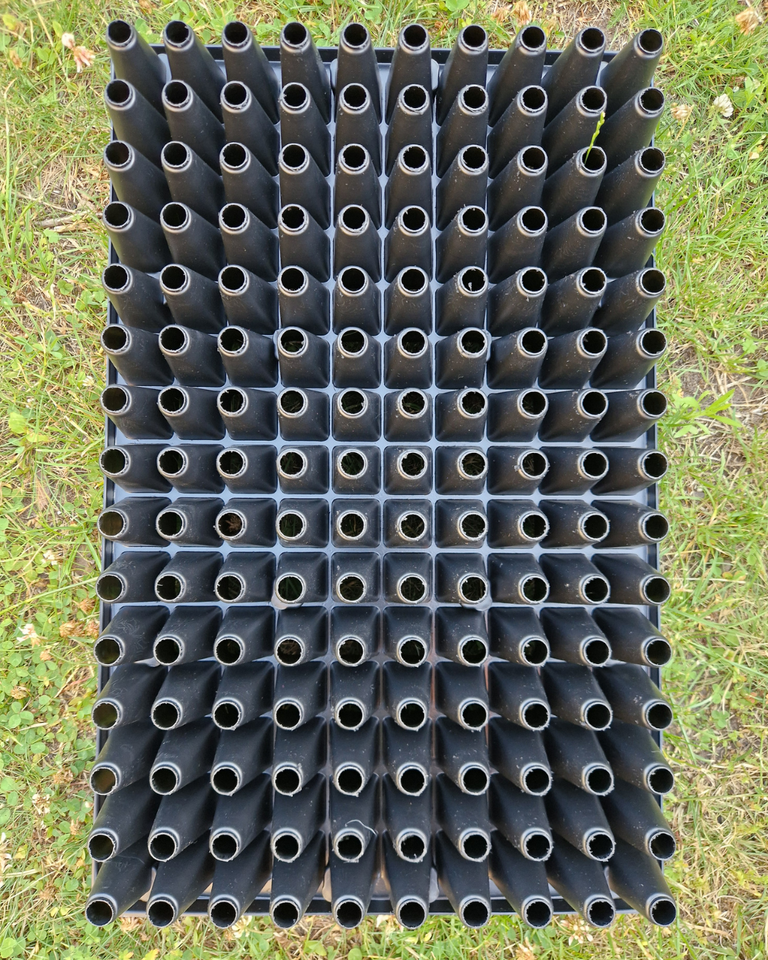 Pluggbrätte - 150 celler - Quickpot Standard - 4