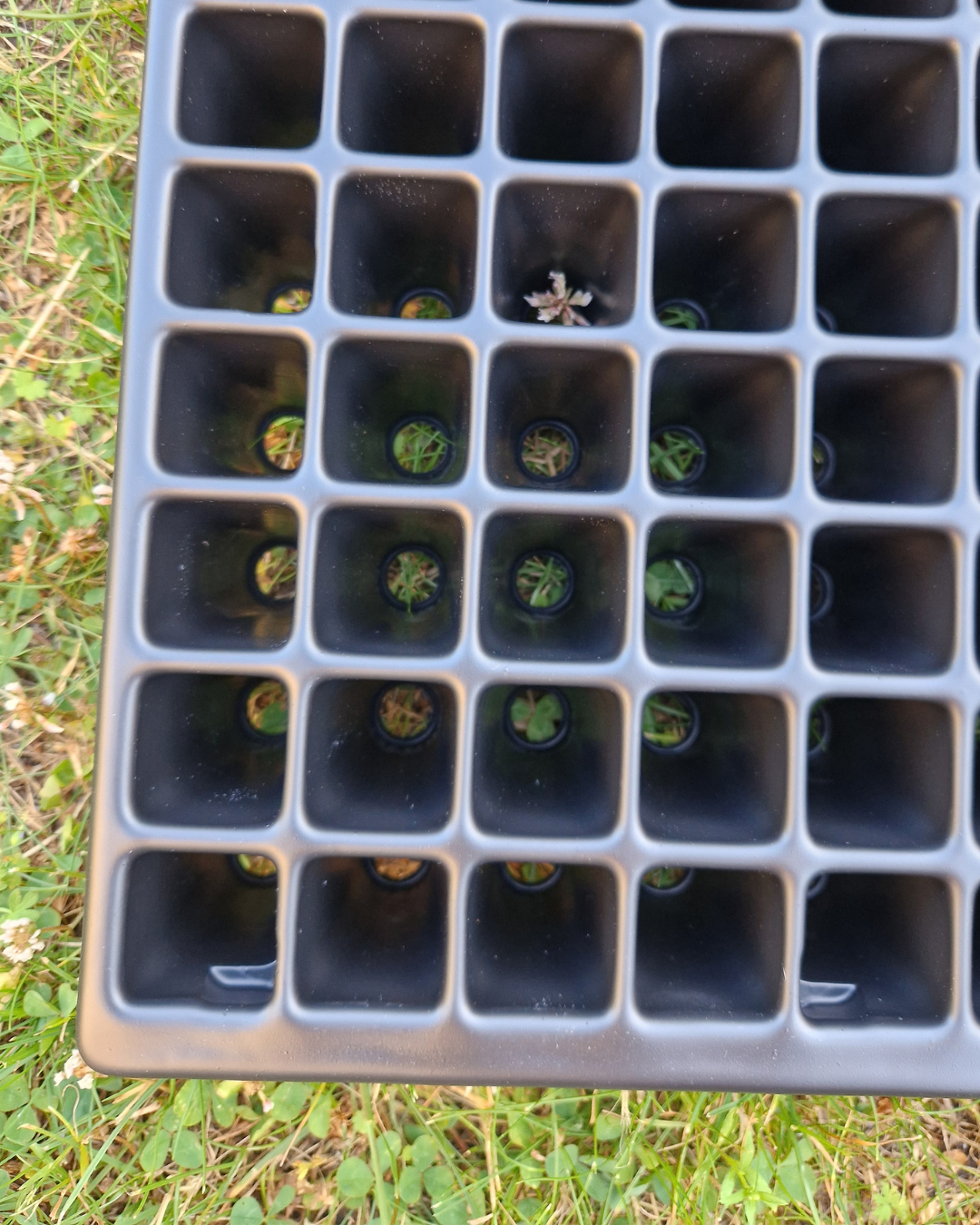 Pluggbrätte - 150 celler - Quickpot Standard