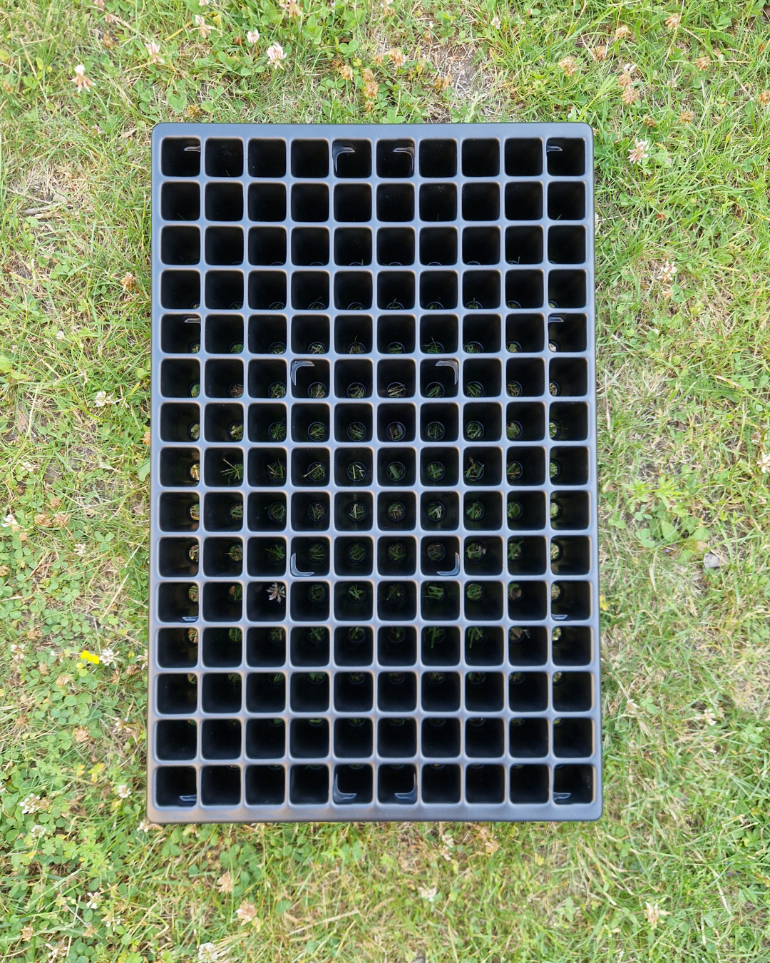 Pluggbrätte - 150 celler - Quickpot Standard