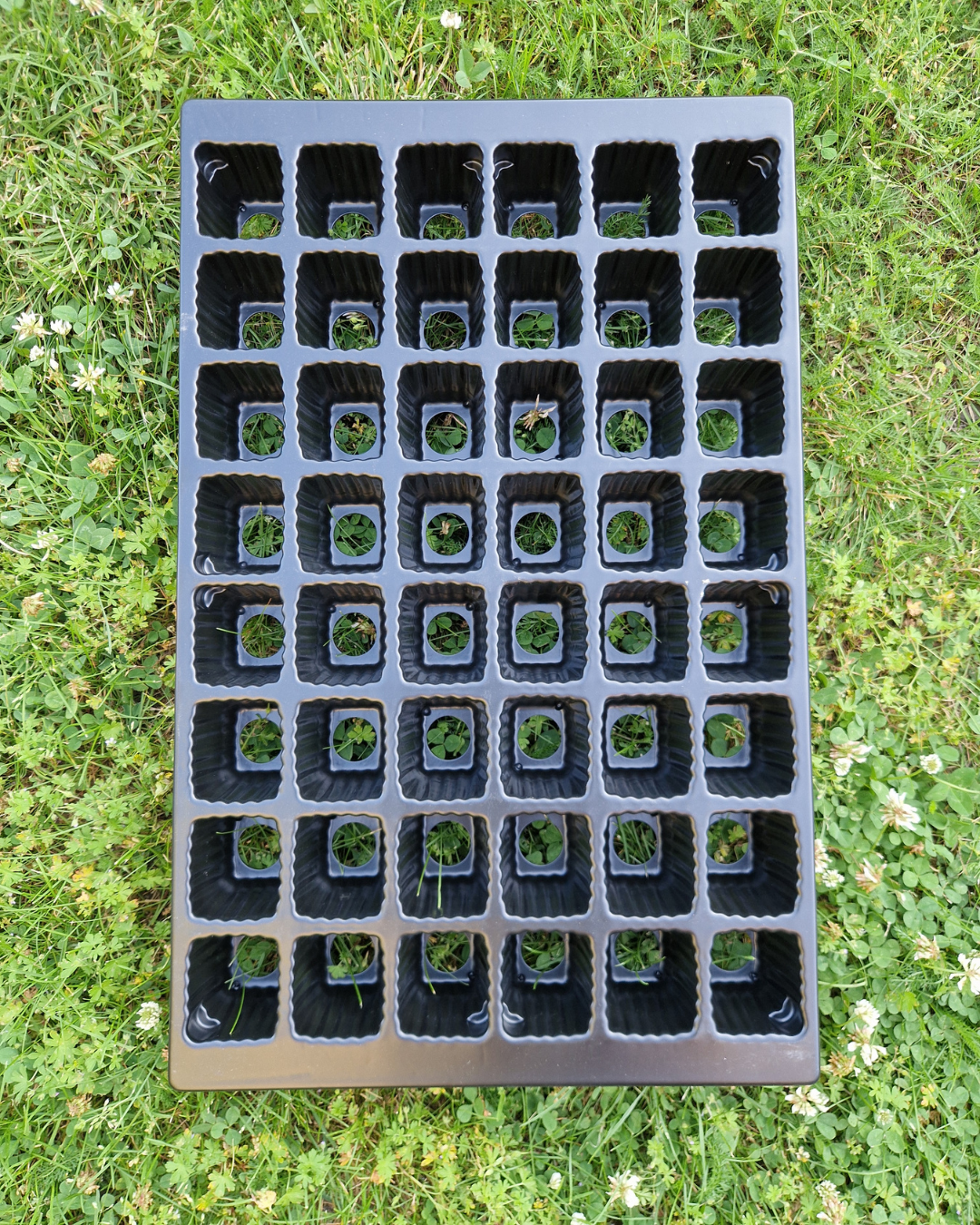 Pluggbrätte - 48 celler - Quickpot