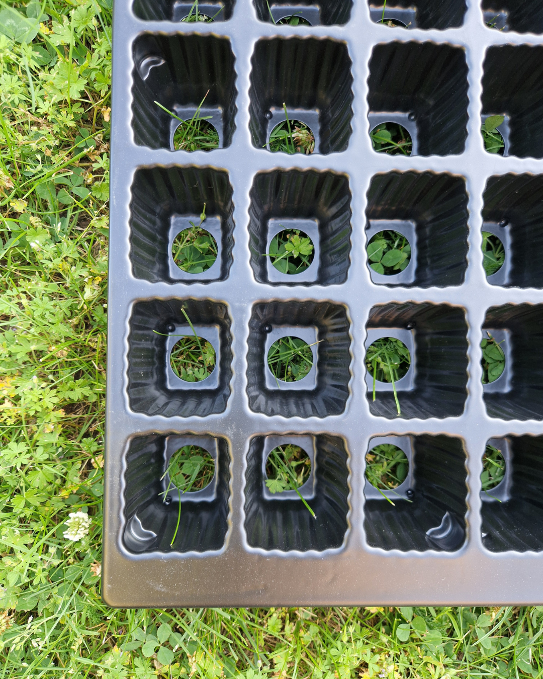 Pluggbrätte - 48 celler - Quickpot