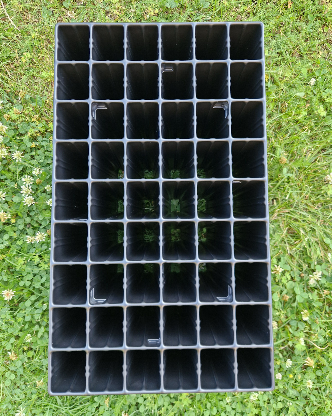 Pluggbrätte - 54 celler - Quickpot