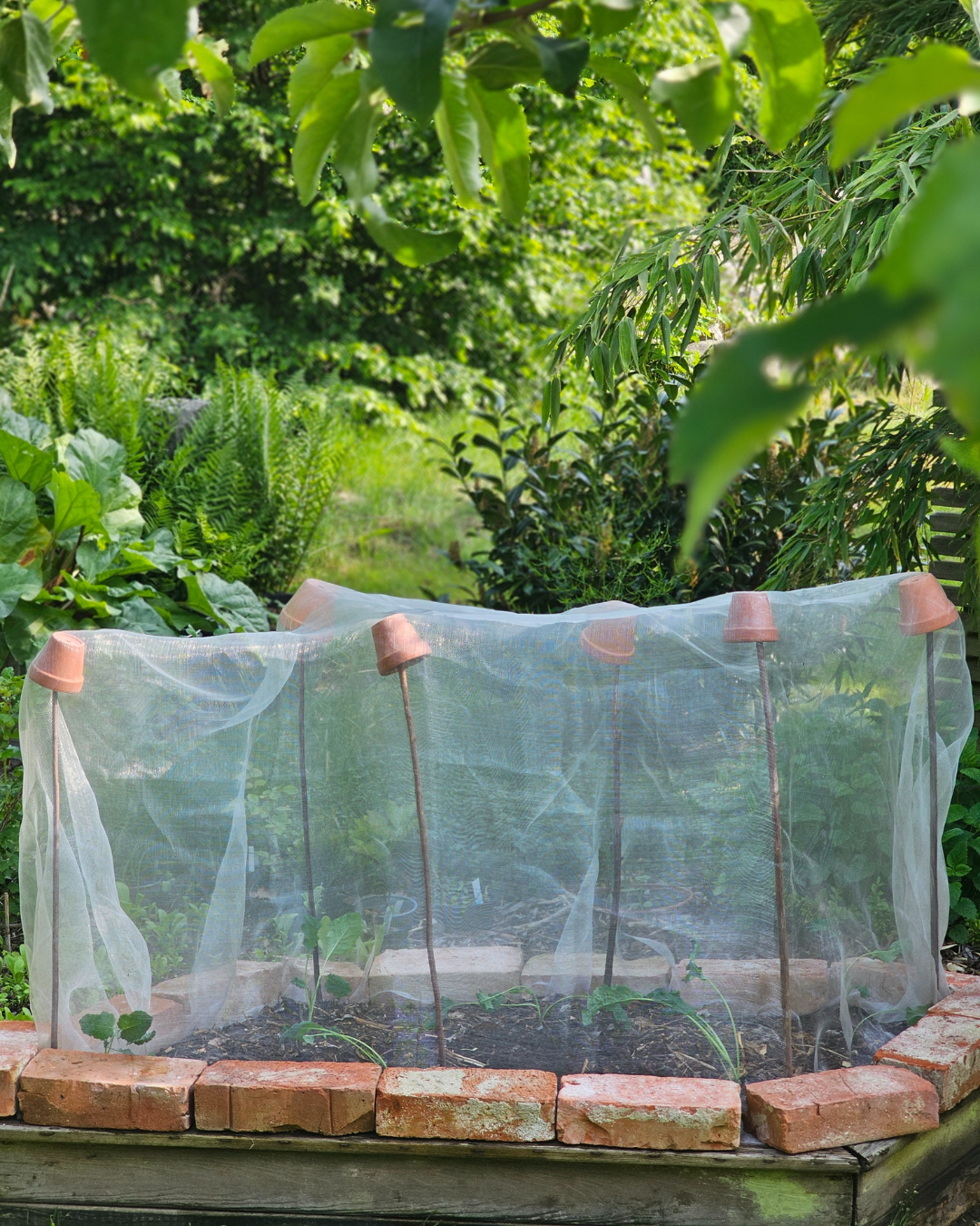 Kålnät - Insektsnät - 1,6x5 m - Yrkesodlarkvalitet