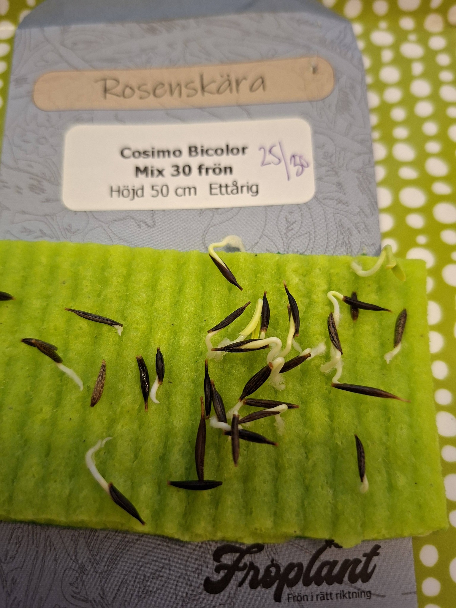 Rosenskära Cosimo Bicolor Mix  30 frö - 2