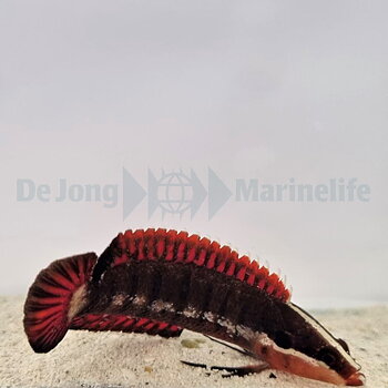 Belonepterygion fasciolatum (reef safe)