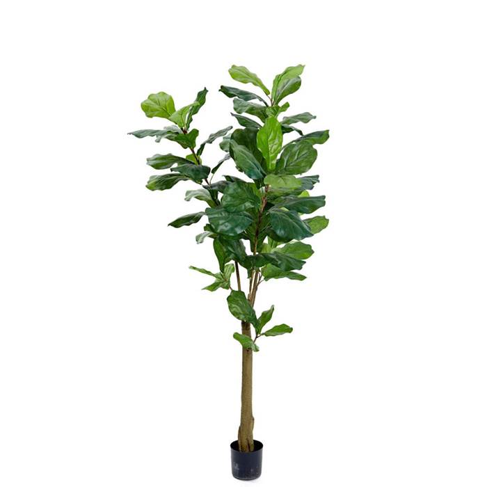 Konstväxt Fiolfikus 150cm