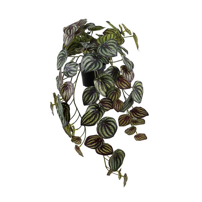 Konstväxt Peperomia 45cm