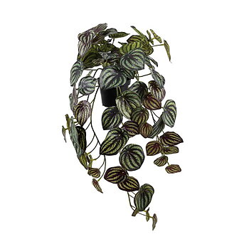 Konstväxt Peperomia 45cm