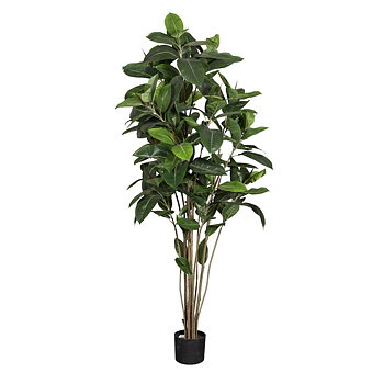 Konstväxt Fikus Robusta 180cm