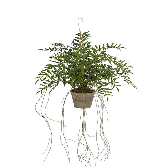 Konstväxt Hoya 65cm