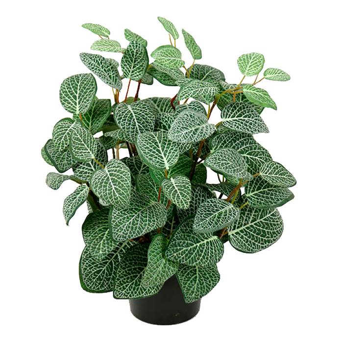 Konstväxt Fittonia 34cm