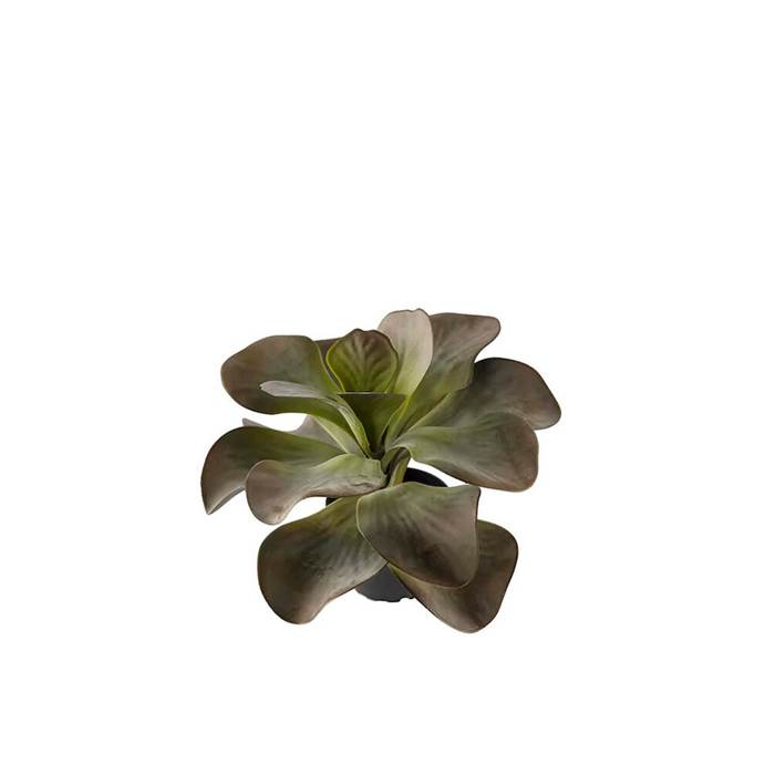 Konstväxt Kalanchoe 25cm