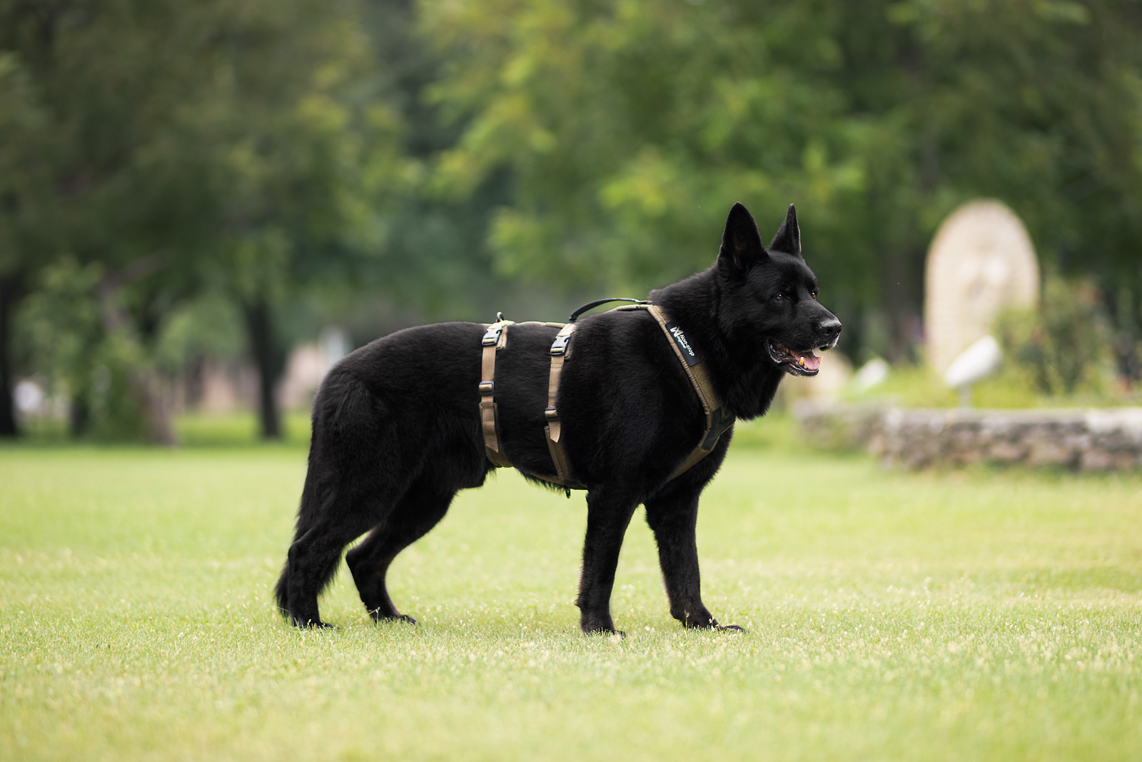 Non-Stop Dogwear Line Harness Long WD Harness - Olive - Durable 