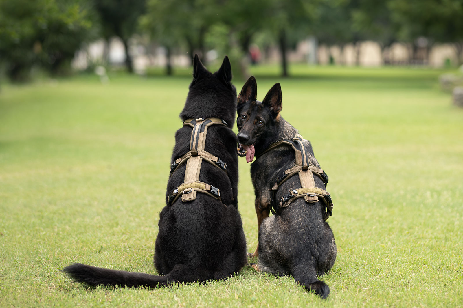 Non-Stop Dogwear Line Harness Long WD Harness - Olive - Padded
