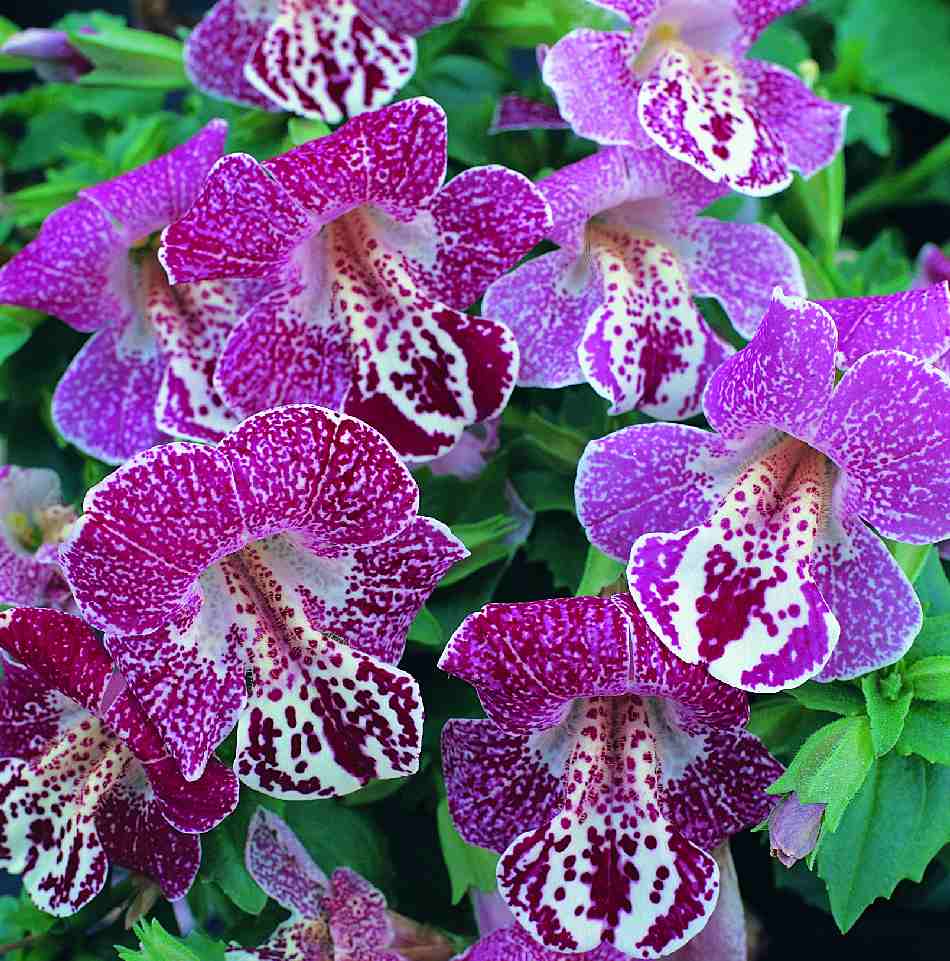 Gyckelblomma Magic White Flame 15 frö F1