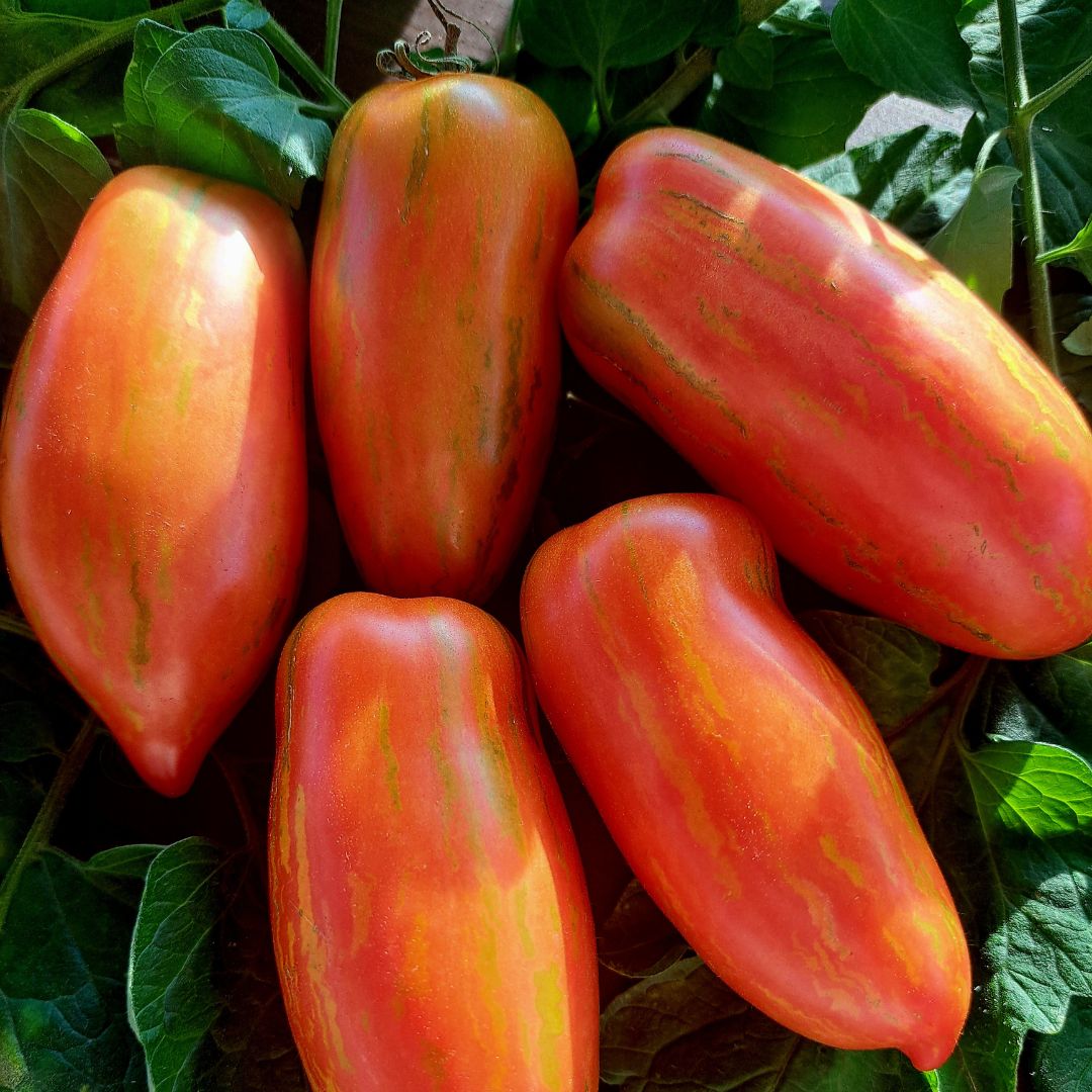 Ekologisk Plommontomat - Roman Striped - Kultursort