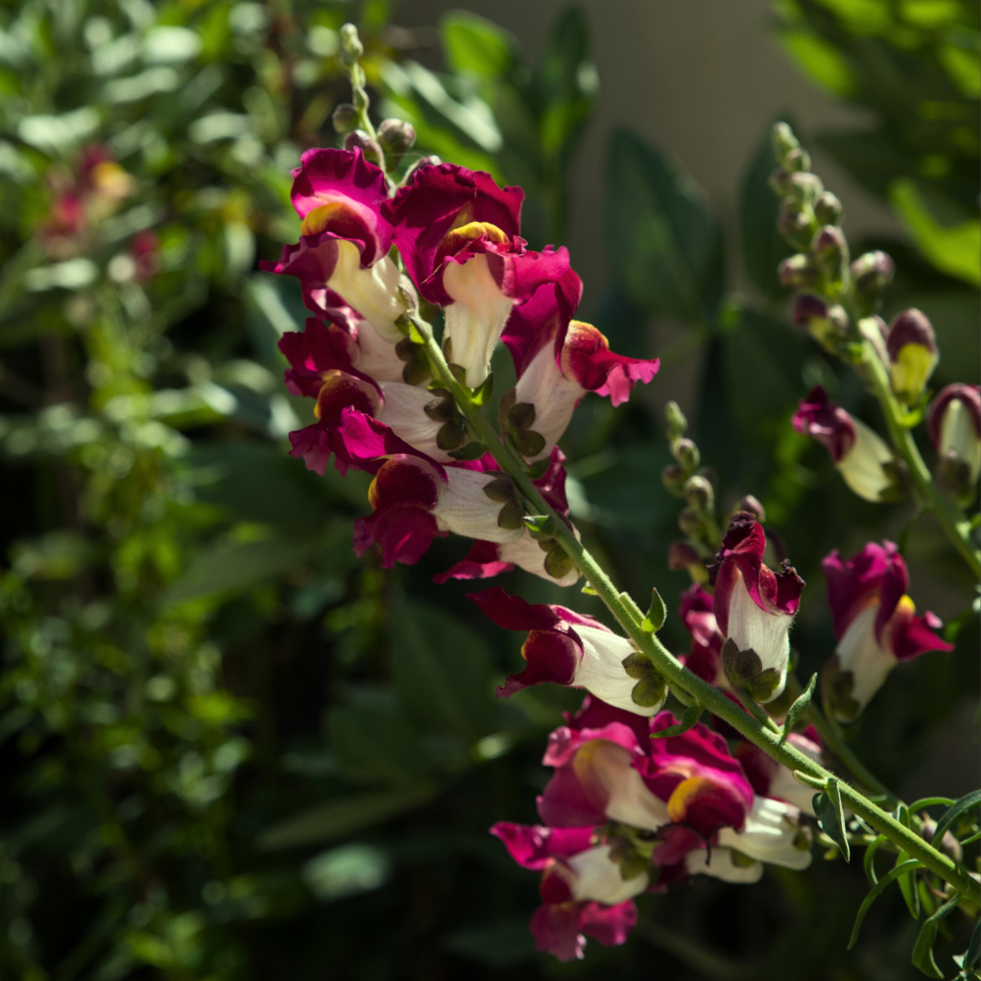 Lejongap - Night and Day