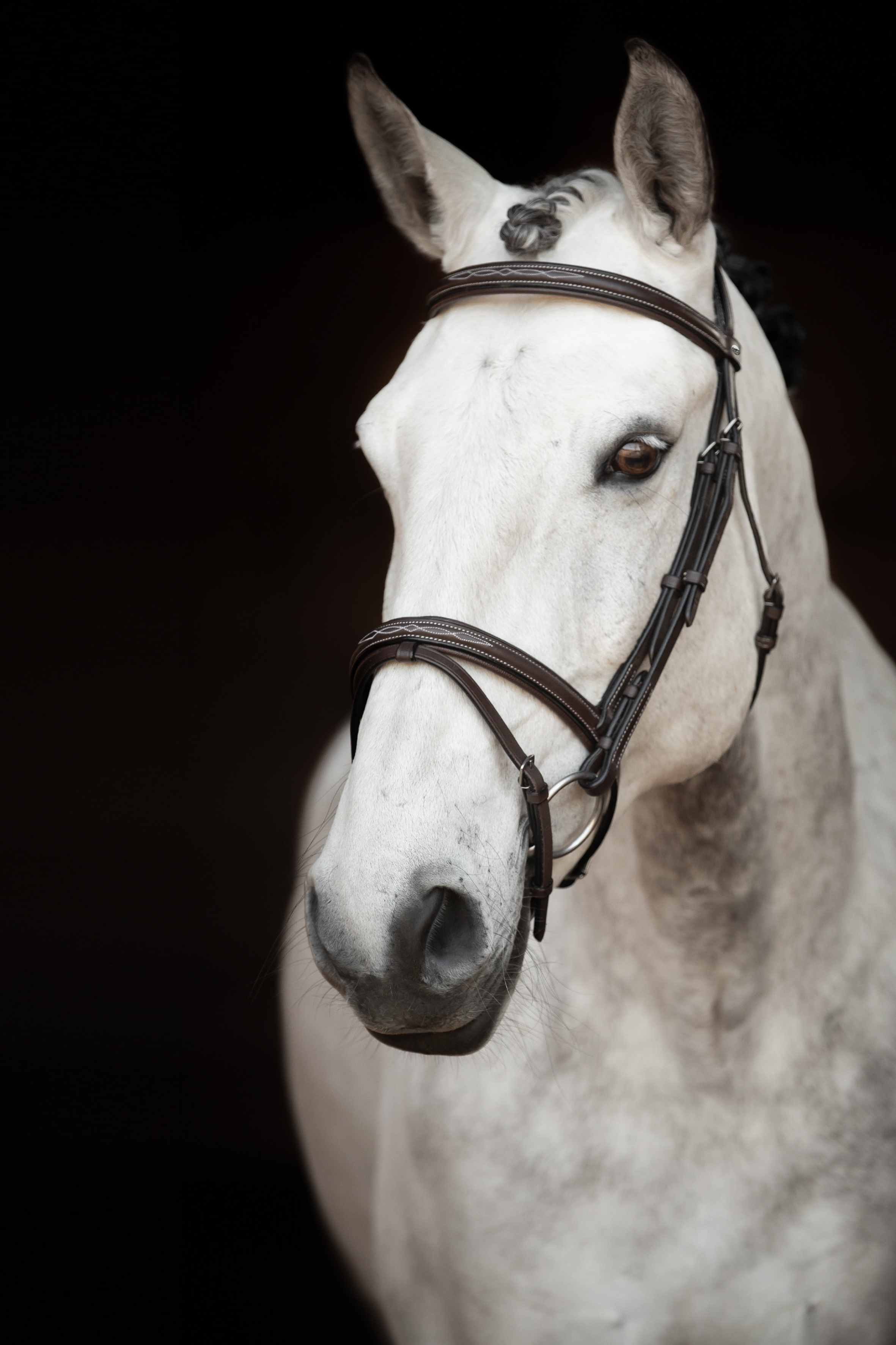 Knights Träns Sir Patric - Chocolate (Shetland)