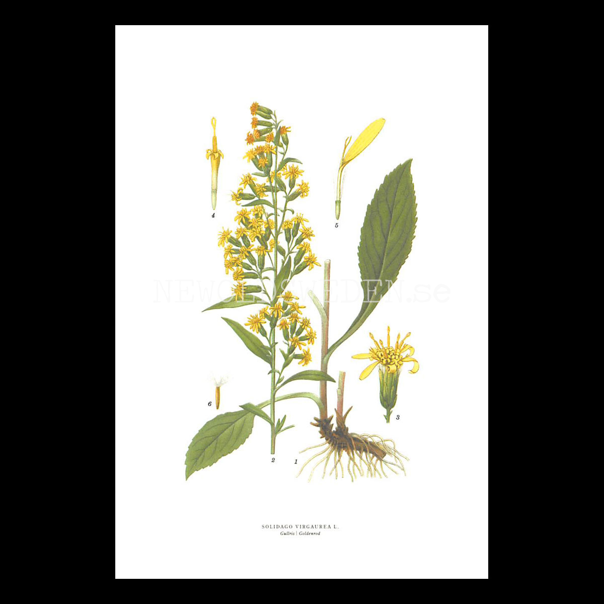 GULLRIS - GOLDENROD - SOLIDAGO VIRGAUREA L. -  C.A.M. Lindman - 770