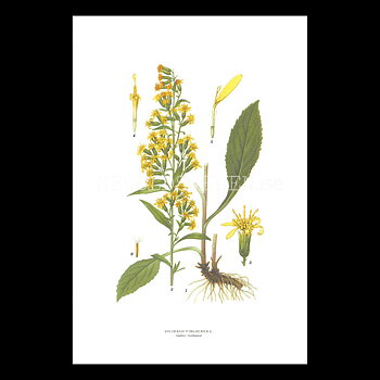 GULLRIS - GOLDENROD - SOLIDAGO VIRGAUREA L. -  C.A.M. Lindman - 770