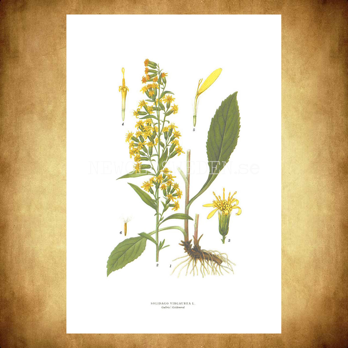 GULLRIS - GOLDENROD - SOLIDAGO VIRGAUREA L. -  C.A.M. Lindman - 770 - 3