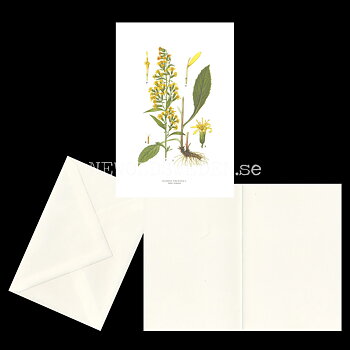 GULLRIS - GOLDENROD - SOLIDAGO VIRGAUREA L. -  C.A.M. Lindman - 770