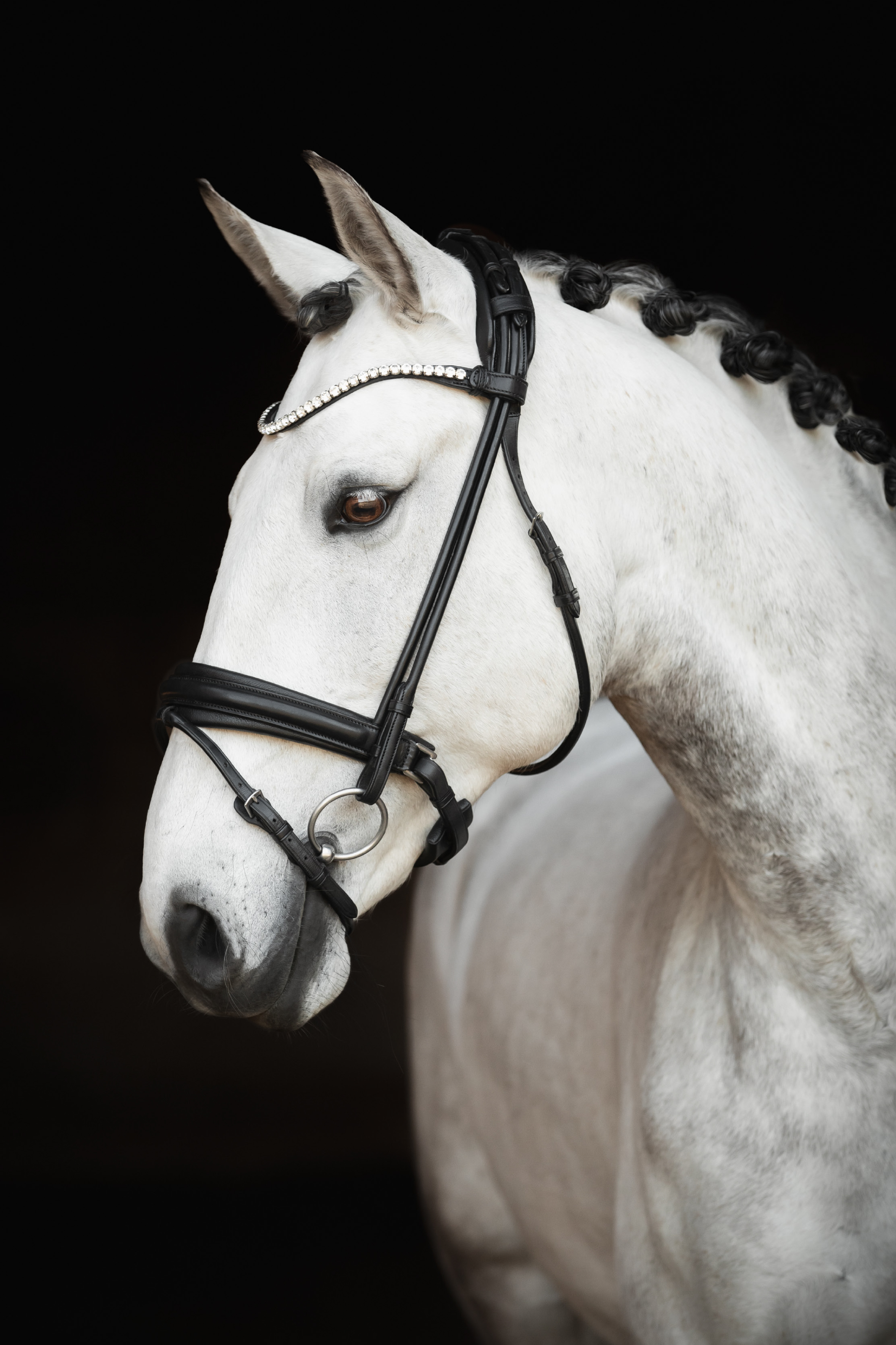 Lippo Supreme Caselle Bridle - Black -Anatomical