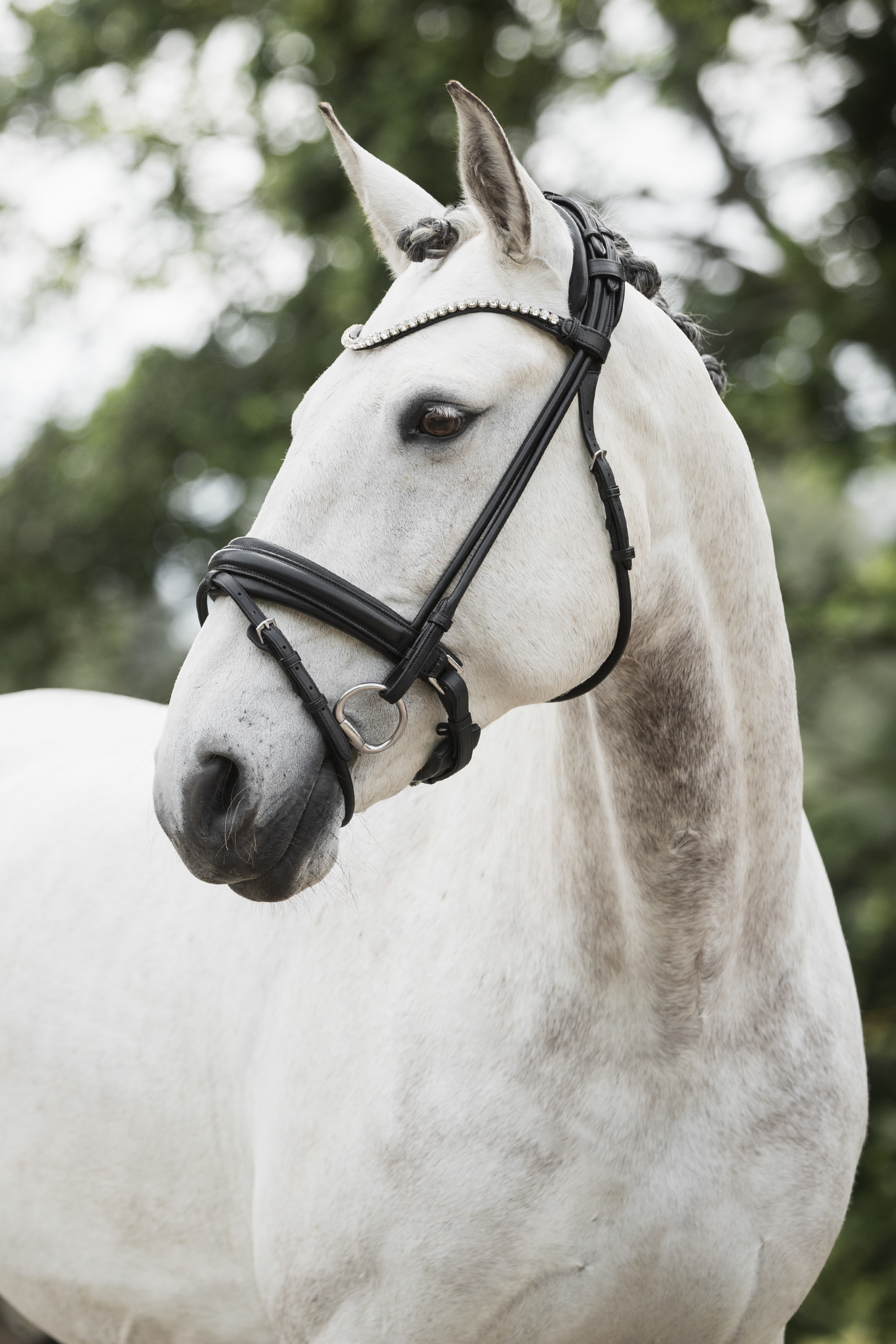 Lippo Supreme Caselle Bridle - Black - Luxurious