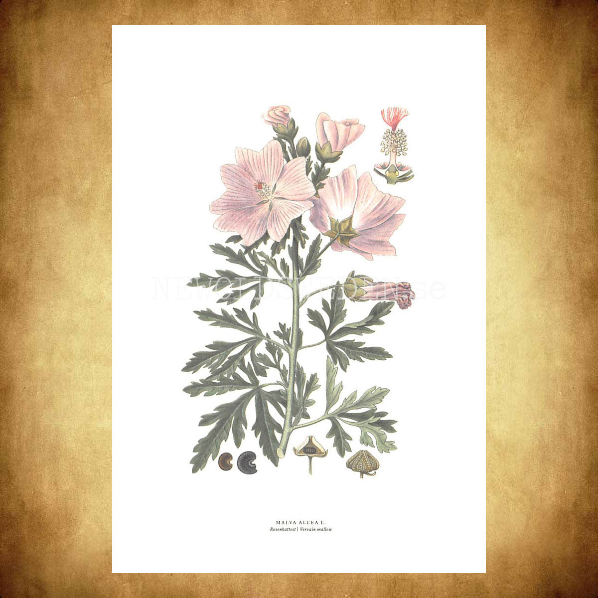 ROSENKATTOST - VERVAIN MALLOW - MALVA ALCEA L. -  C.A.M. Lindman - 770 - 3