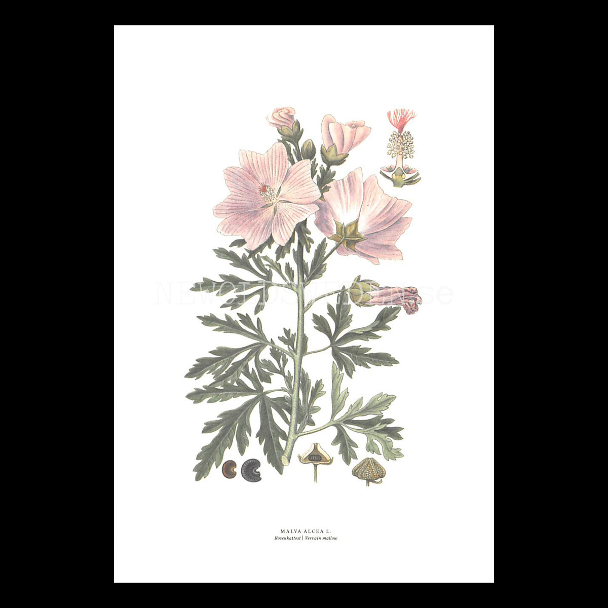 ROSENKATTOST - VERVAIN MALLOW - MALVA ALCEA L. -  C.A.M. Lindman - 770