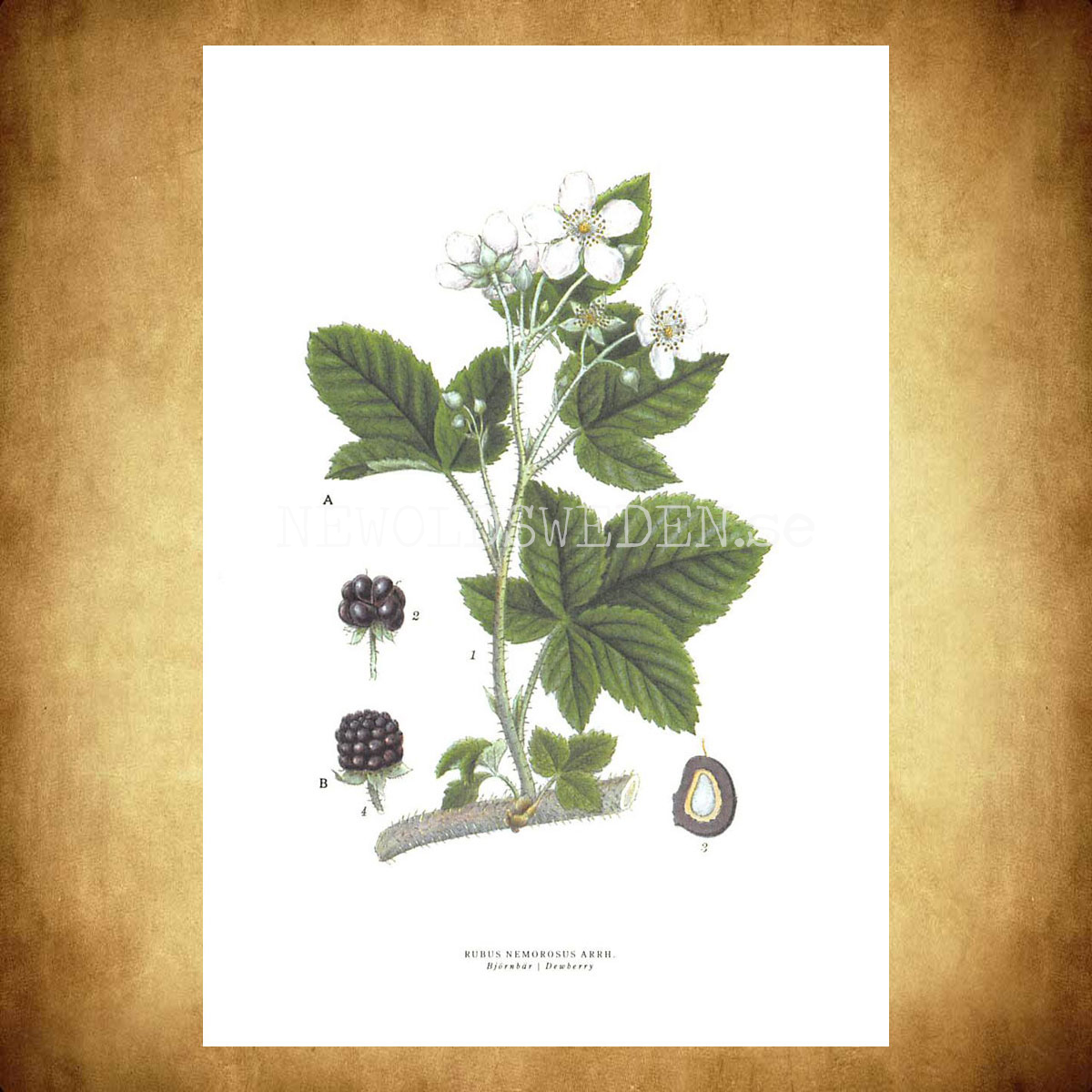 BJÖRNBÄR - DEWBERRY - RUBUS NEMOROSUS ARRN. -  C.A.M. Lindman - 771 - 3