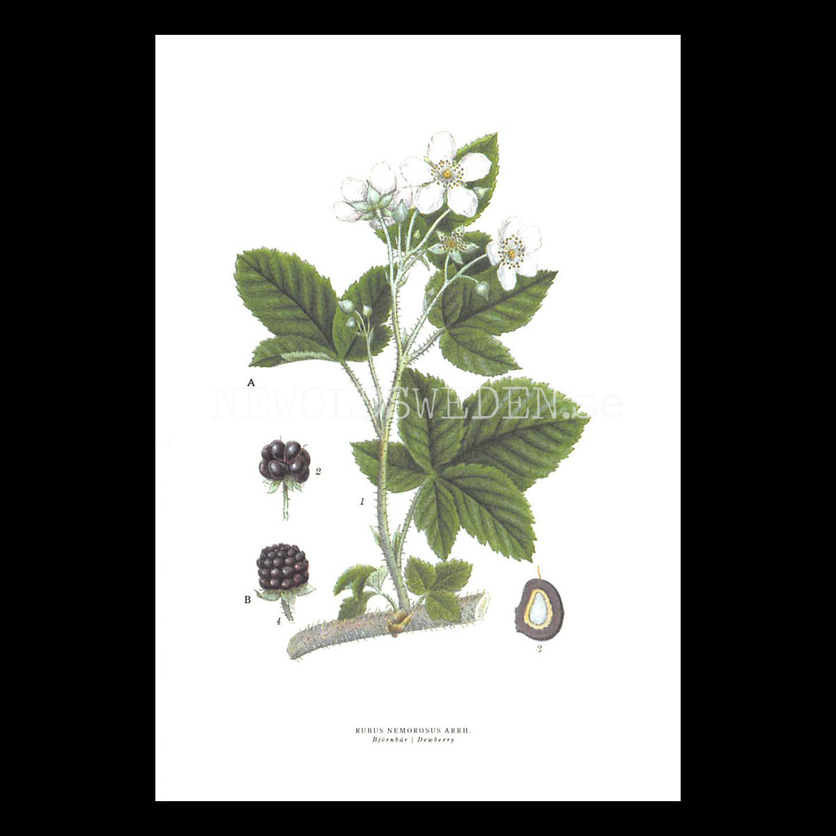 BJÖRNBÄR - DEWBERRY - RUBUS NEMOROSUS ARRN. -  C.A.M. Lindman - 771