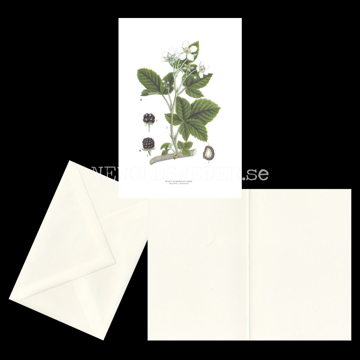 BJÖRNBÄR - DEWBERRY - RUBUS NEMOROSUS ARRN. -  C.A.M. Lindman - 771 - 2