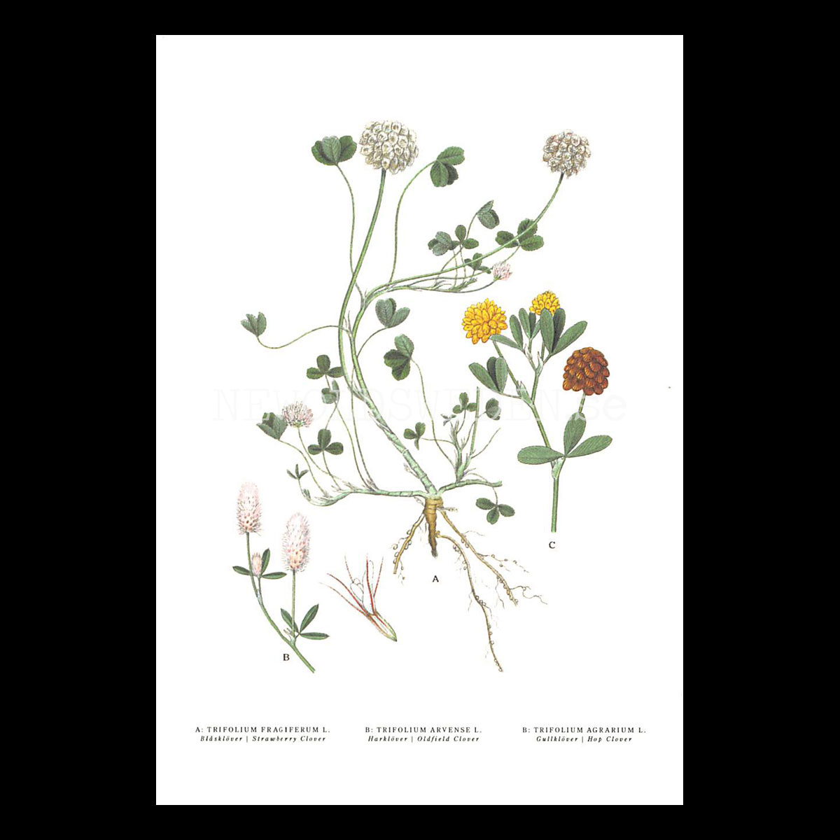KLÖVER x 3 - CLOVER  x 3 - DEWBERRY - TRIFOLIUM x 3 -  C.A.M. Lindman - 771