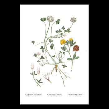 KLÖVER x 3 - CLOVER  x 3 - DEWBERRY - TRIFOLIUM x 3 -  C.A.M. Lindman - 771