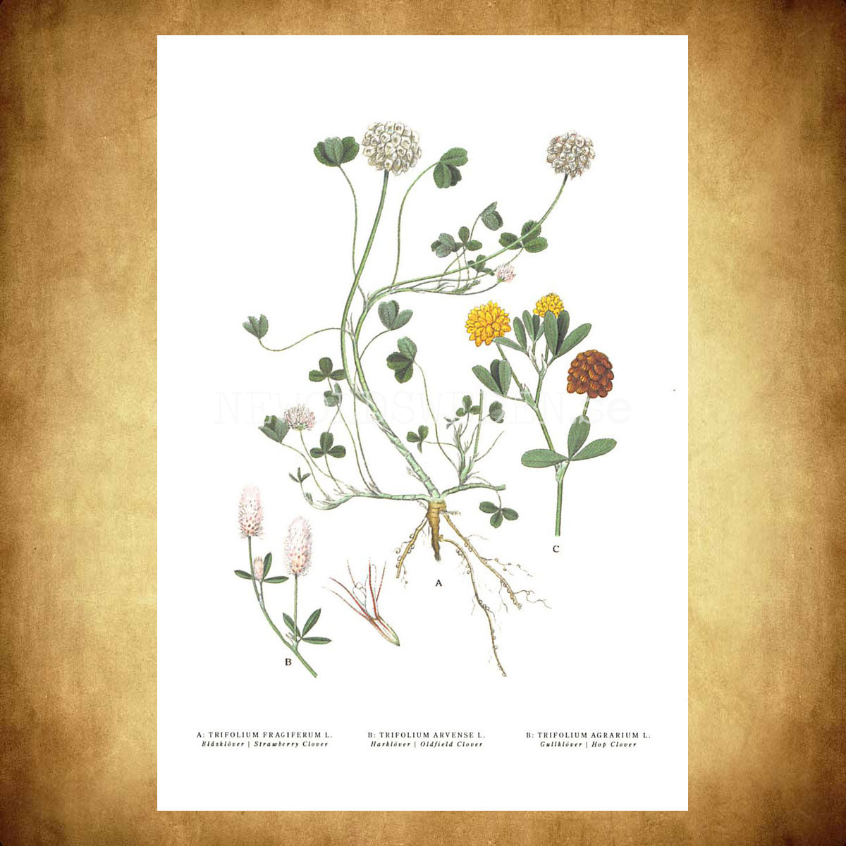 KLÖVER x 3 - CLOVER  x 3 - DEWBERRY - TRIFOLIUM x 3 -  C.A.M. Lindman - 771 - 3