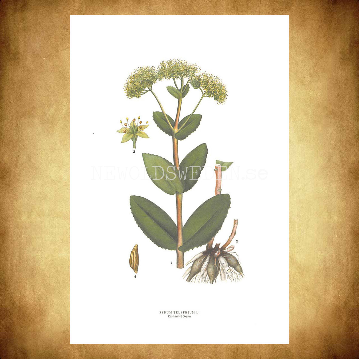 KÄRLEKSÖRT - ORPINE - SEDUM TELEPHIUM L. -  C.A.M. Lindman - 770 - 3