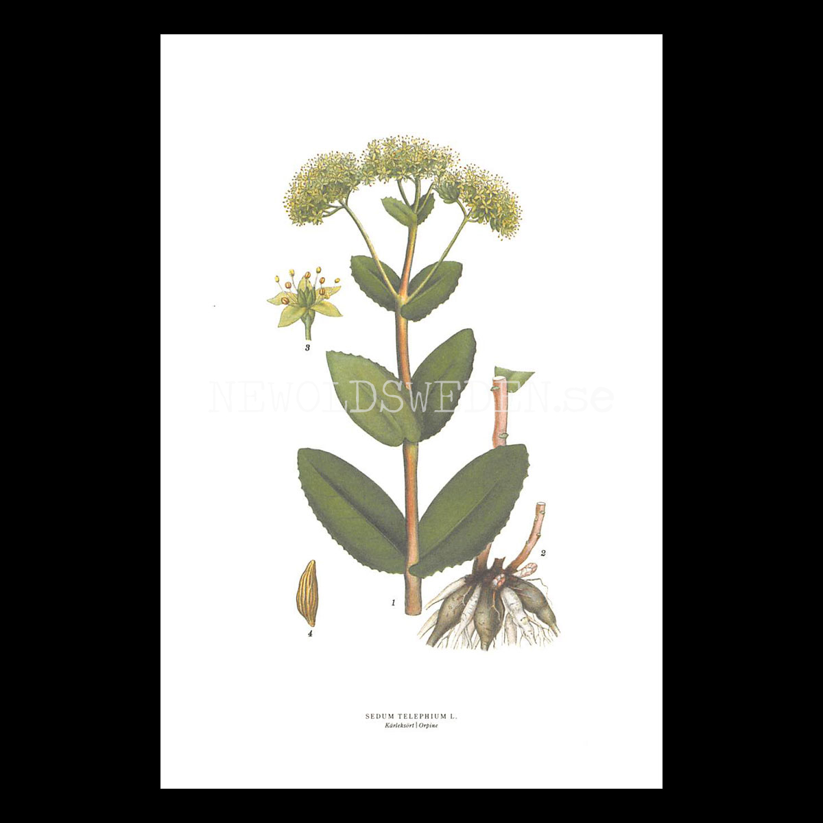 KÄRLEKSÖRT - ORPINE - SEDUM TELEPHIUM L. -  C.A.M. Lindman - 770