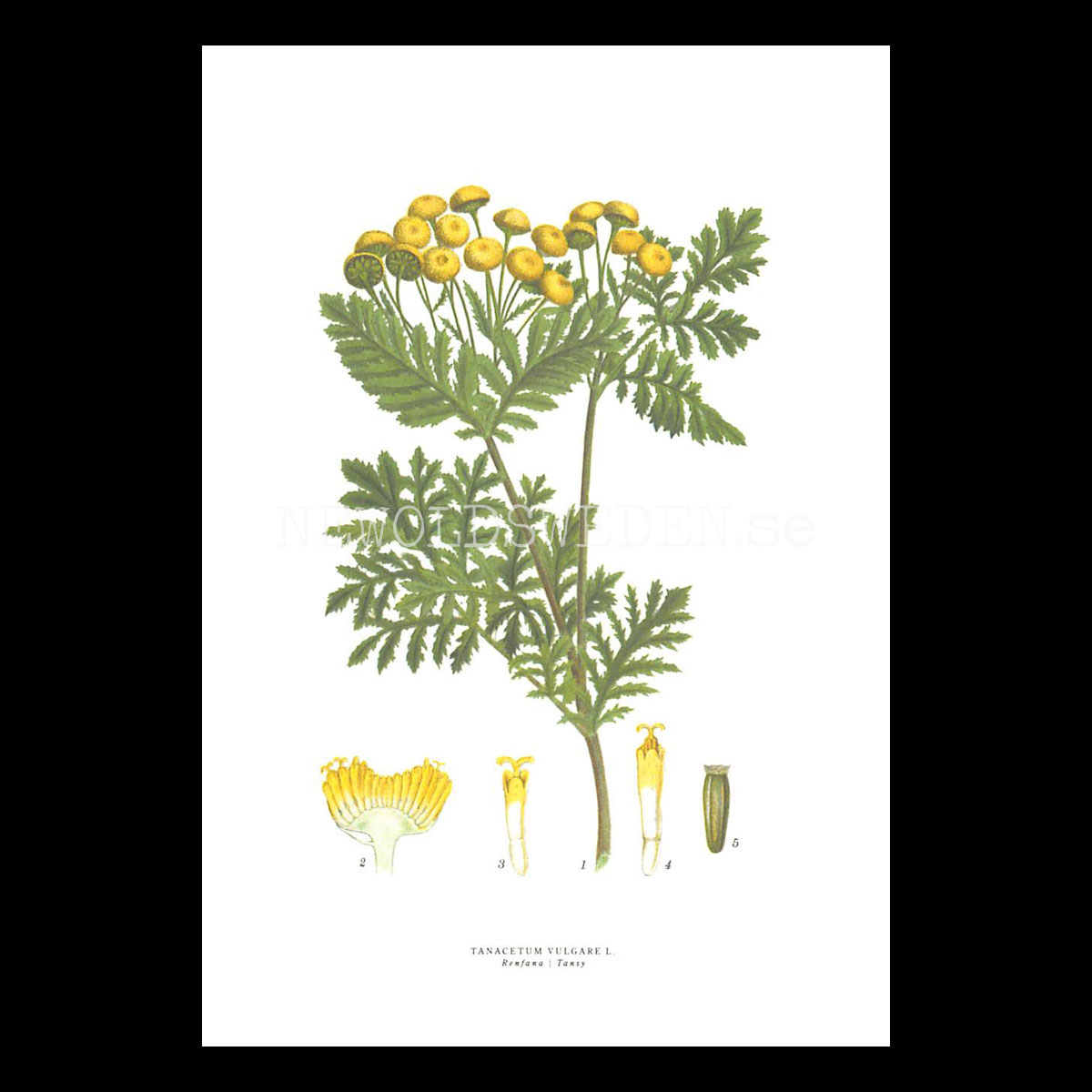 RENFANA - TANSY - TANACETUM VULGARE L. -  C.A.M. Lindman - 772