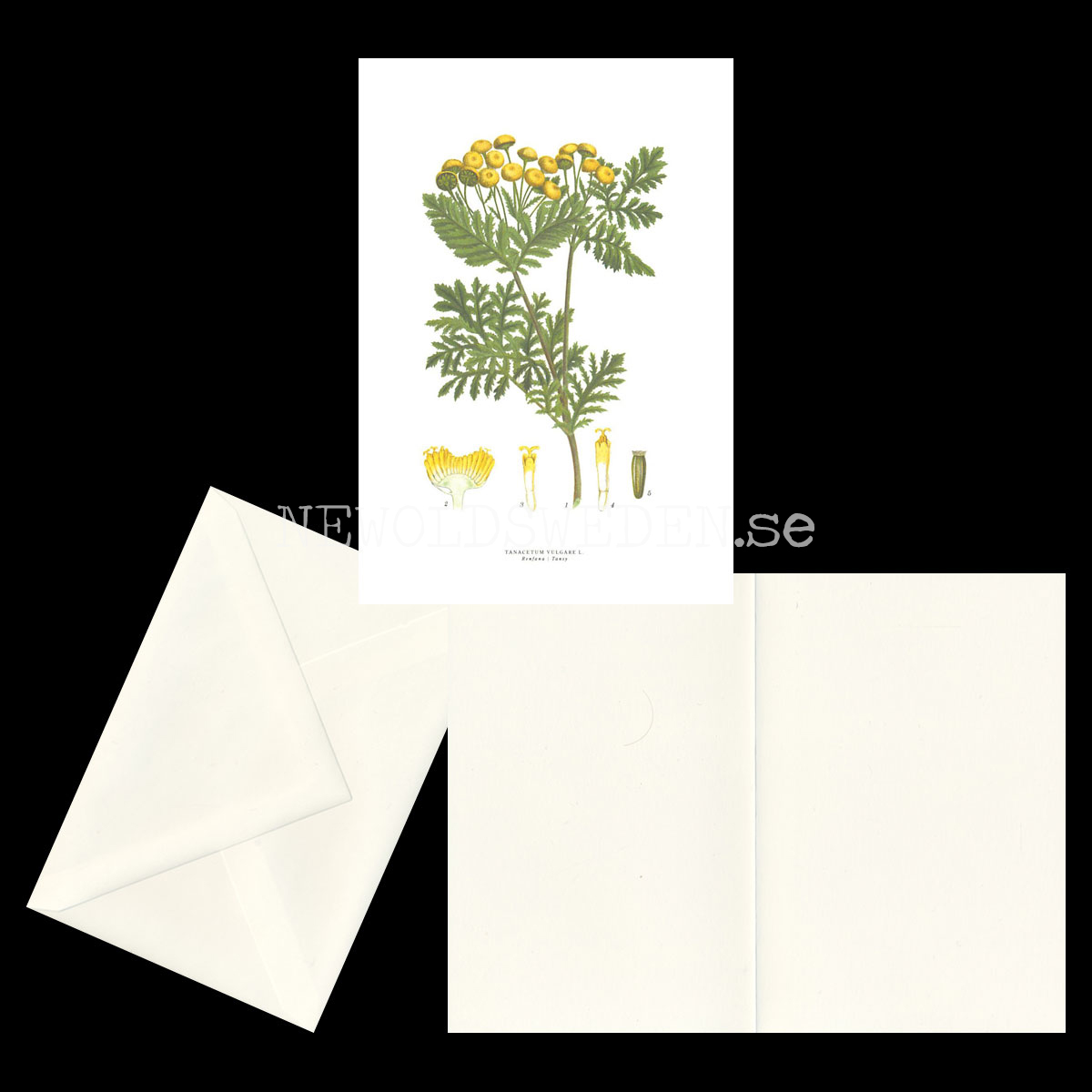RENFANA - TANSY - TANACETUM VULGARE L. -  C.A.M. Lindman - 772 - 2