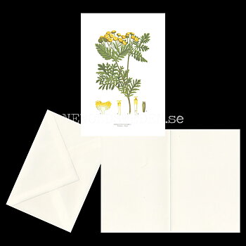 RENFANA - TANSY - TANACETUM VULGARE L. -  C.A.M. Lindman - 772