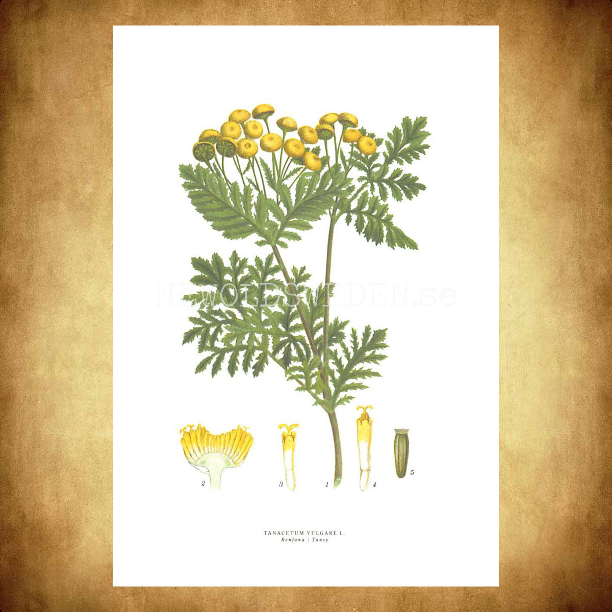 RENFANA - TANSY - TANACETUM VULGARE L. -  C.A.M. Lindman - 772 - 3