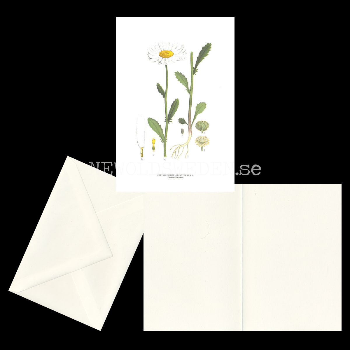 PRÄSTKRAGE - OXEYE DASIY - CHRYSANTEMUM LEUCANTHEMUM L. -  C.A.M. Lindman - 770 - 2