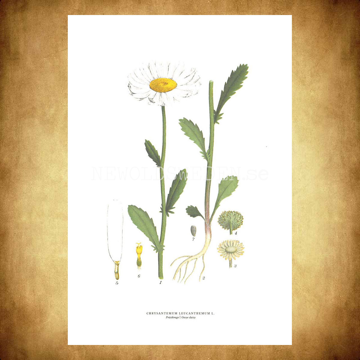 PRÄSTKRAGE - OXEYE DASIY - CHRYSANTEMUM LEUCANTHEMUM L. -  C.A.M. Lindman - 770 - 3